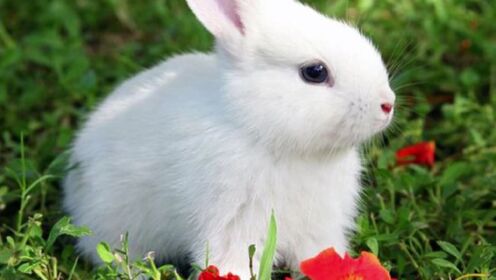 【无聊的知识】白颜色的兔子眼球为啥是红的