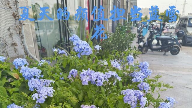 夏日颜值担当蓝雪花的养护方法