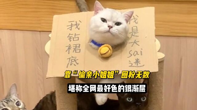 全网最好色的猫银蛋,靠偷亲小姐姐圈粉无数,还当众绿人家男朋友