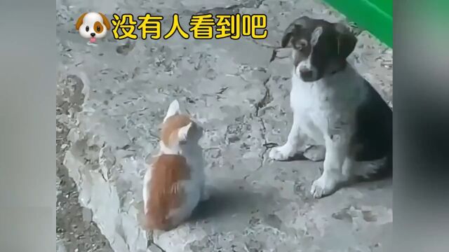 原来小狗也拒绝不了撸猫的诱惑#猫狗双全#猫狗cp#萌宠#治愈#狗子的迷惑行为