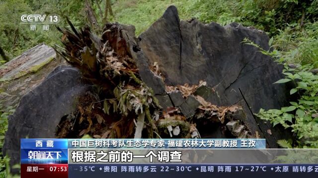 西藏波密藏南柏木巨树群落综合科 年轮类推法鉴定巨树年龄超1400岁