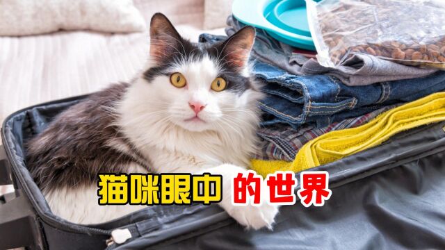 猫咪眼中的世界,是怎样的?