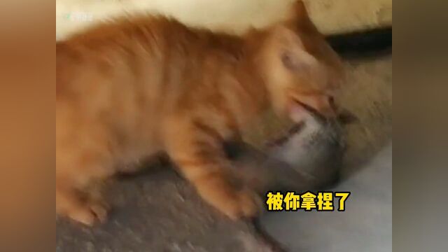 猫老六:放弃吧!这都是命!搞笑配音猫咪的迷惑行为动物搞笑配音