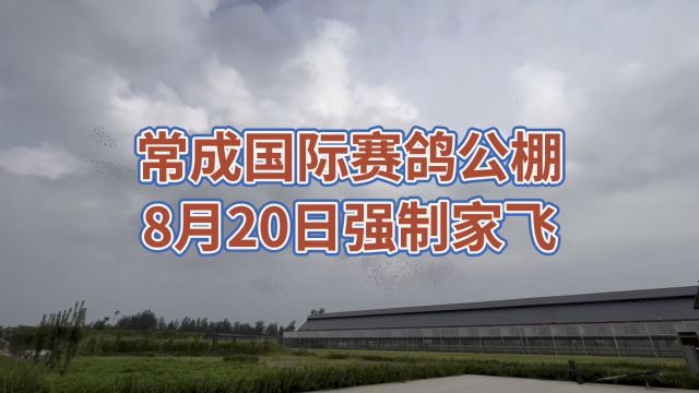 常成国际赛鸽公棚 8月20日强制家飞