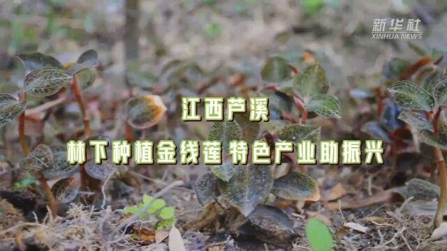 江西芦溪:林下种植金线莲 特色产业助振兴