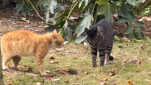 狸花猫大战橘猫,狭路相逢勇者胜,在狸花猫身上体现的淋淋尽致