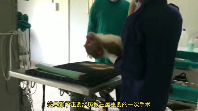 给猴子做结扎手术,避免猴子过度繁殖给居民带来麻烦,纪录片解说