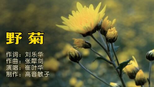 野菊MV－作词：刘乐华，作曲：张犀剑，演唱：崔叶华