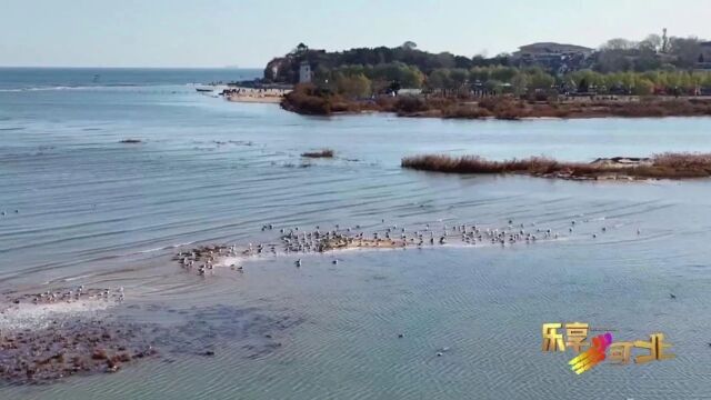 这么近,那么美,周末到河北|冬日精灵出没 河北的画面美翻了