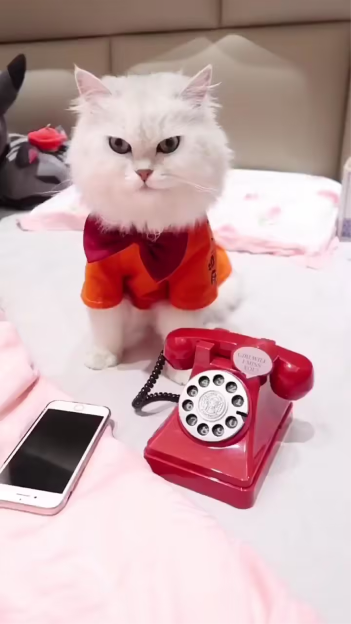 接到诈骗电话 看看好运喵怎么反击