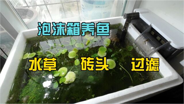 简易泡沫箱养鱼,铜钱草竹节草加砖头一年不换水质依然清澈