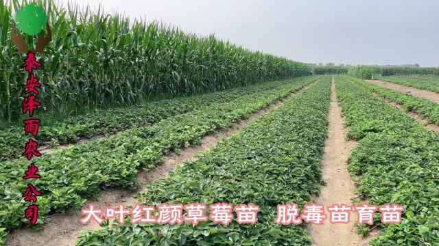 2023年秋季青杆大叶红颜草莓苗报价 高山育苗 根系好