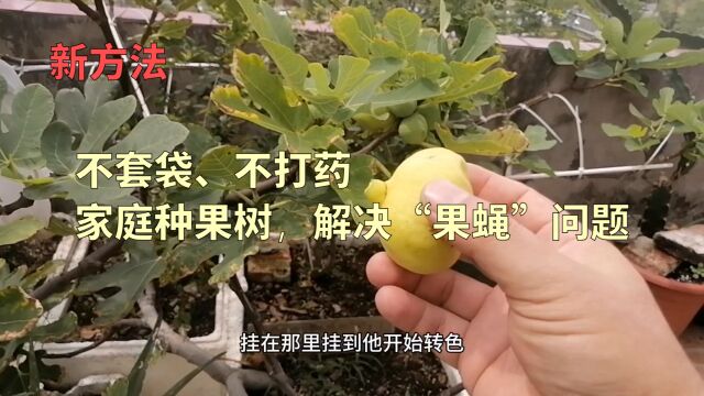 家庭种果树,不套袋,不打药,解决“果蝇”问题