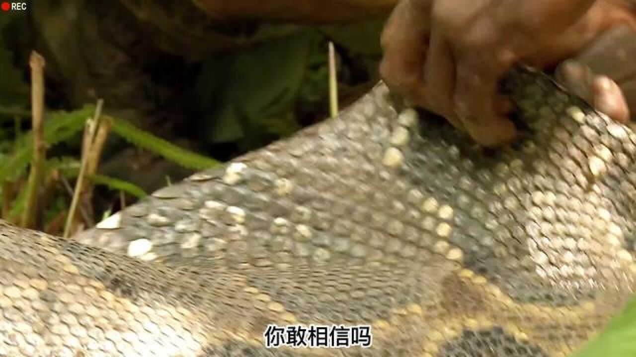 原始部落成功捕捉到一条巨型非洲岩蟒#纪录片#蟒蛇#蛇_高清1080P在线观看平台_腾讯视频