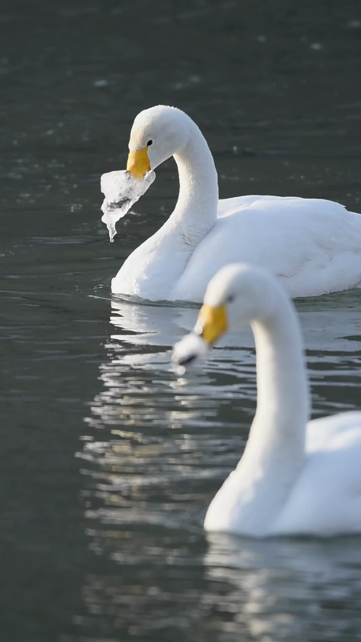 冬日的湖面,两只优雅的天鹅游弋.