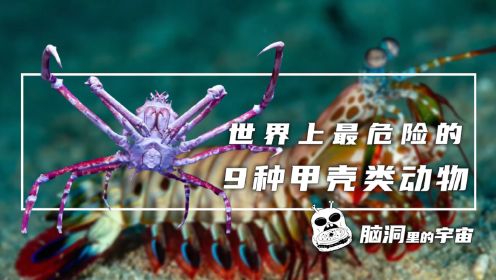 世界上最危险的9种甲壳类动物