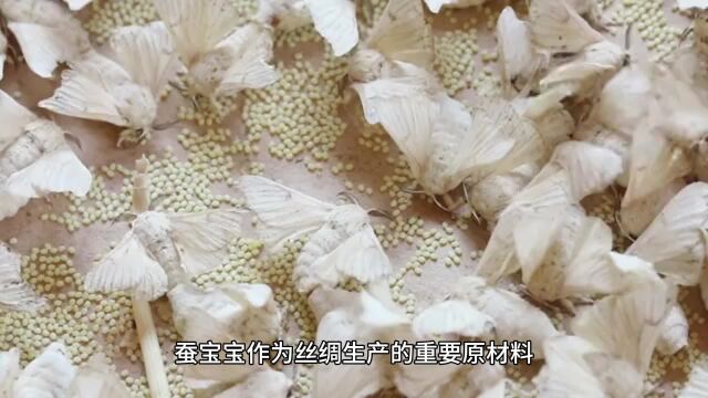 探寻蚕宝宝的多样食谱:桑叶以外的饮食选择