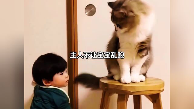 家有萌宠小可爱