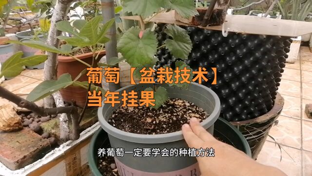 葡萄用这种盆栽技术一棵顶10棵?原来很简单,当年能挂果