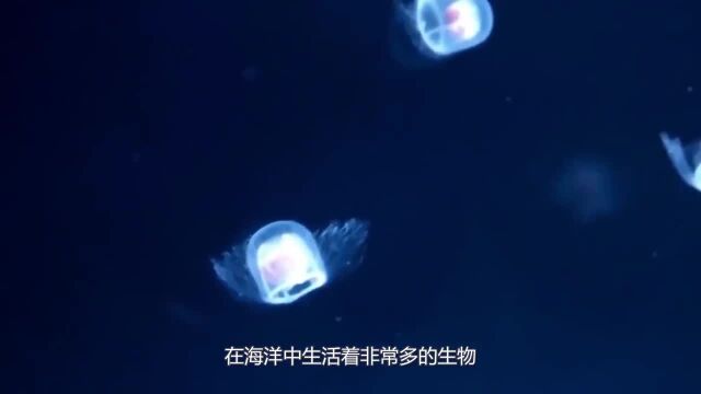 渔民捉到一条“龙鱼”,养10年不舍得吃,生物学家看到后脸色大变