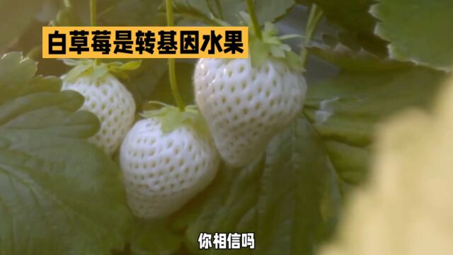 令人惊讶!白草莓是转基因水果吗