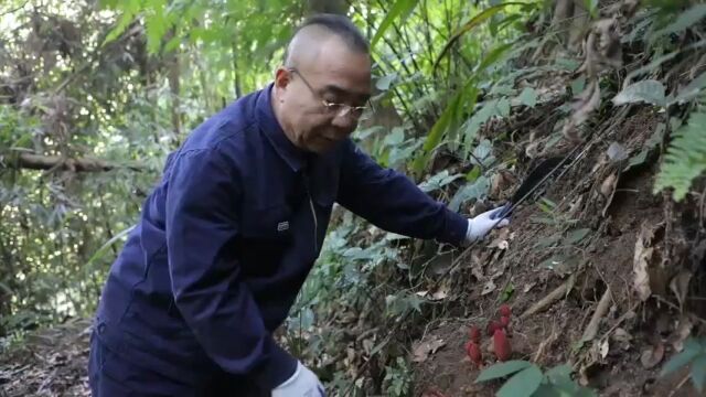 传说周文王路径神农架,曾用这株植物写诗作画,批阅公文,故得其名,文王一支笔,壮乡又称其通天蜡烛