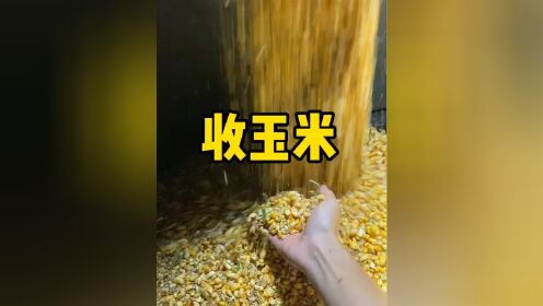 我在河南收玉米 #河南农村 #信阳 #淮滨