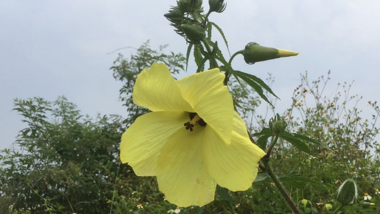 神威黄蜀葵花图片