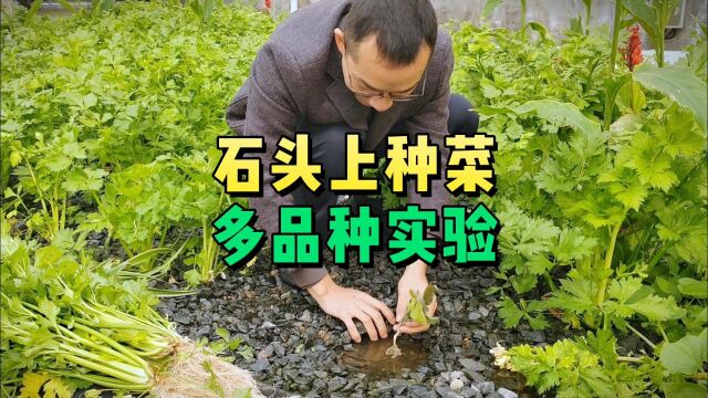 石头上种的菜又丰收了,根系发达吸附能力强,净化水质能力杠杠滴.有鱼有菜、种菜养鱼的鱼菜共生,养鱼不用抗生素,种菜不用农药化肥土壤,自证清白...