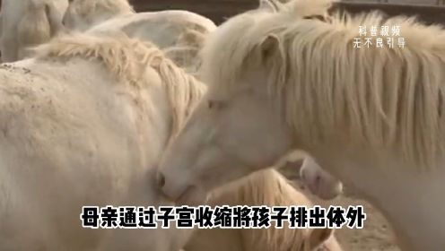 奇怪的知识又增加了！马的交配与繁殖：宁可错杀一千2动物人与自然马