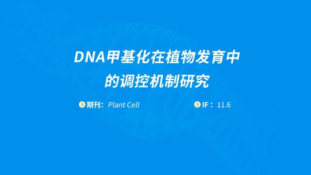 易基因DNA甲基化在植物发育中的调控机制研究