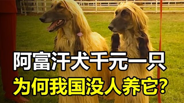 国外深受喜爱的阿富汗犬,一只仅卖几千元,为何我国没人养它?