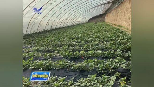 强信心 起好步 开新局 | 科技赋能助力设施农业提质增效