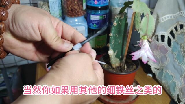 115.刚哥养花知识分享,粉丝问蟹爪兰简易花架是怎么制做的