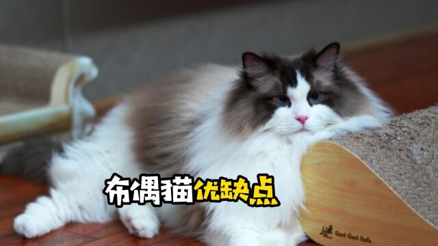 盘点布偶猫的优缺点!