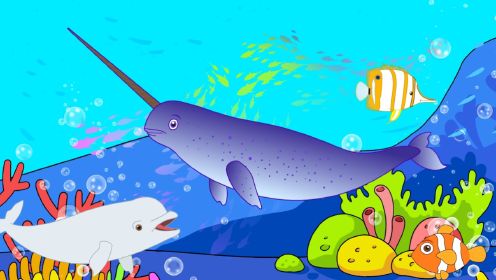 儿童益智动画：认识白鲸和独角鲸等海洋动物