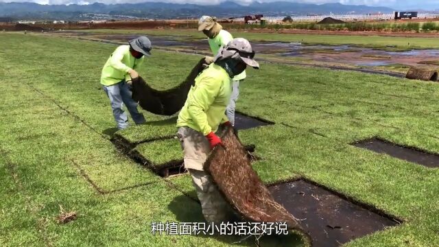 美国发明全自动起草皮机,一台机器开过去,草皮土地瞬间分离