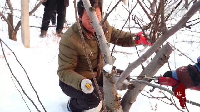 千城百县看中国|河北宁晋:梨树忙冬剪 来年保丰产