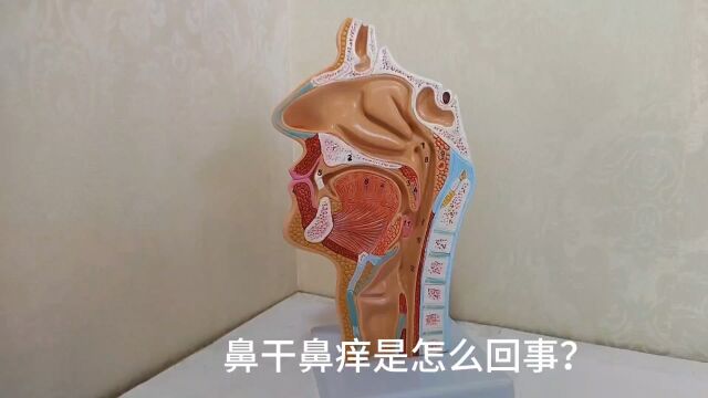 鼻干鼻痒是怎么回事?