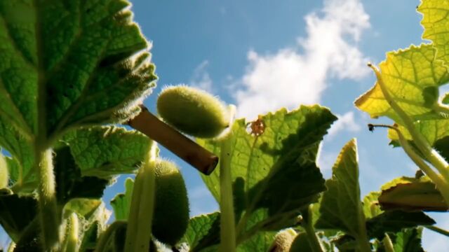 植物种子的奇特传播方式,到底有多神奇,#科普一下,#涨知识