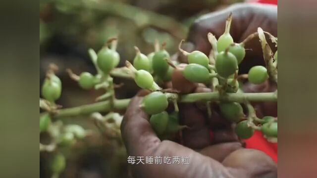 豆蔻种植:印度香料皇后,绿豆蔻,却让吃不起饭的印度人,年入百万!