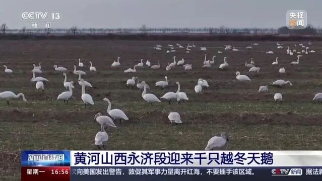 【上级媒体关注永济】黄河山西永济段迎来千只越冬天鹅