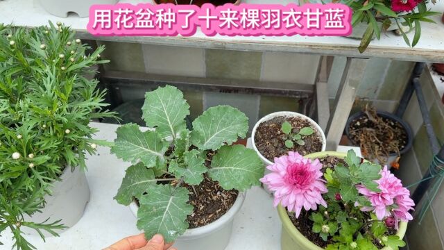 新的花架回来了暂时没花摆放 种了十二棵是菜又是花的羽衣甘蓝