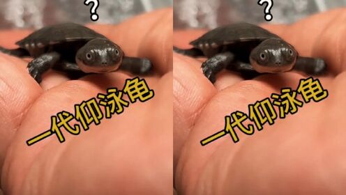 一代仰泳龟_高清1080P在线观看平台_腾讯视频