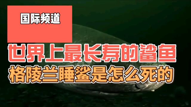 世界上最长寿的鲨鱼格陵兰睡鲨,它到底是怎么死的,有点遗憾