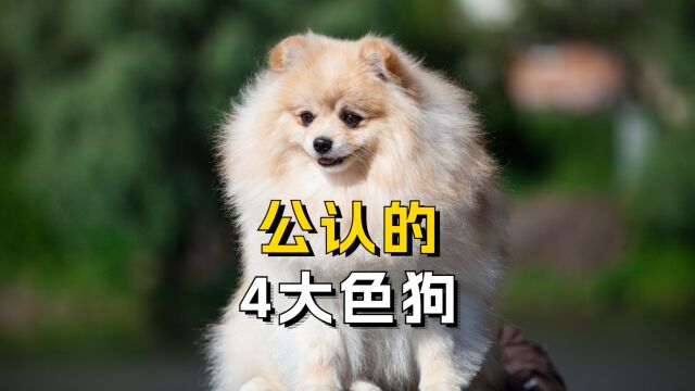 狗界的4大色狗,你家狗是吗?