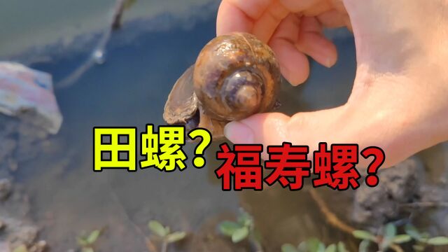 “福寿螺美食”又上新闻了,如何无脑分辨田螺和福寿螺?