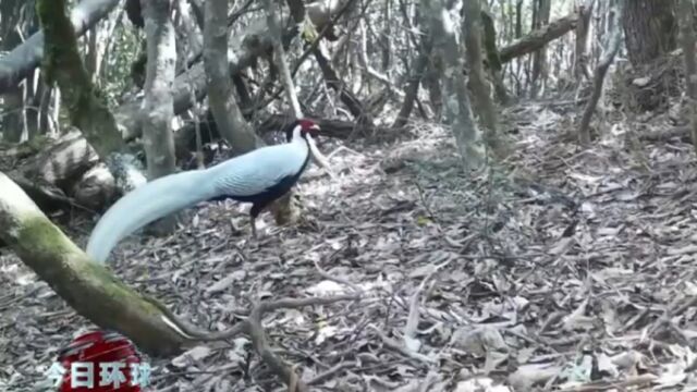 白马雪山国家级自然保护区喜添新成员白鹇