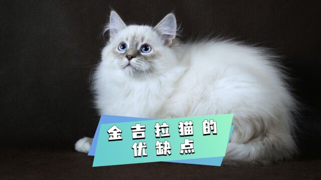 流量公主金吉拉猫,它有哪些优缺点呢?