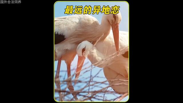 没想到这只鸟的爱情会感动无数人#